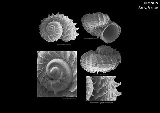 Lyocyclidae Family of gastropods