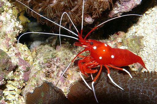 blood red fire shrimp: Lysmata debelius