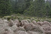 Čeština: Přírodní rezervace Městišťské roklec. Okres Klatovy, Česká republika.