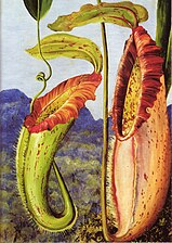 Nepenthes northiana (c. 1876), Marianne North Gallery, Kew Gardens. The painting shows the pitcher plant's lower and an upper pitcher.