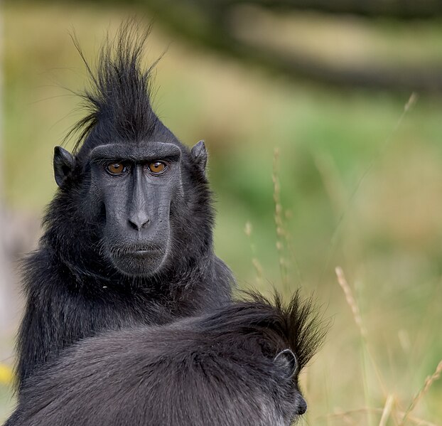 File:Macaca nigra in Ölands Zoo.jpg