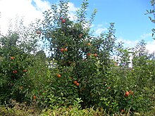 Apple trees in Santa Catarina Macieiras.Bom.Jardim.da.Serra.SC.01.JPG