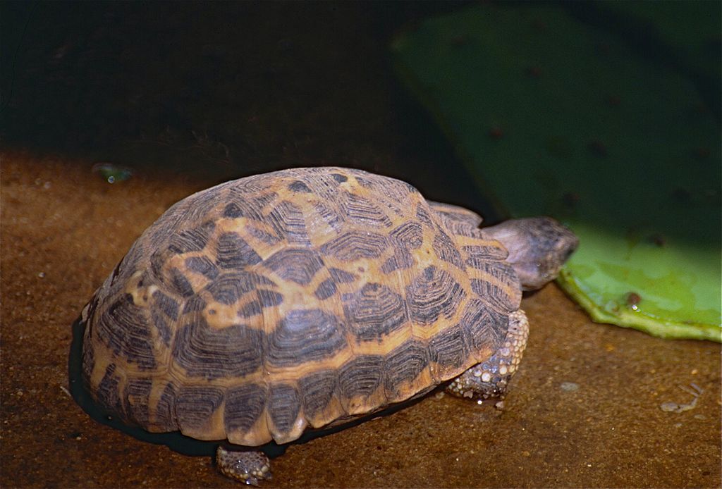 spider tortoise lifespan
