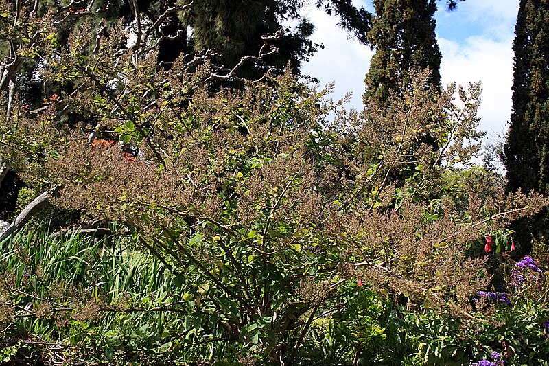 File:Madeira, Palheiro Gardens - Moschosma riparium (Simbabwe) IMG 2275.JPG