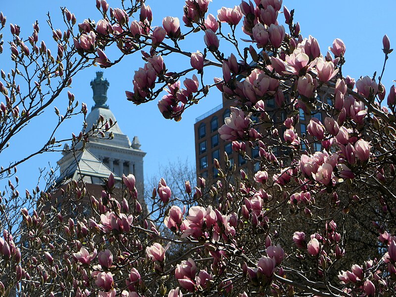 File:Magnolia & Con Ed Building (13907253522).jpg