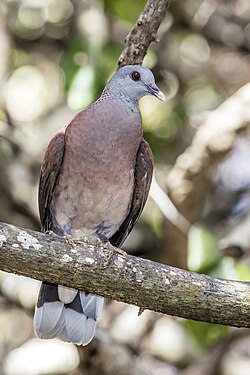 Malagasy turtle dove (Nesoenas picturatus) Mauritius 2.jpg