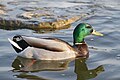 * Nomination Mallard Ducks at Downsview Park --Fabian Roudra Baroi 02:20, 26 July 2023 (UTC) * Promotion  Support Good quality -- Johann Jaritz 04:17, 26 July 2023 (UTC)