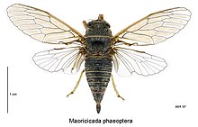 Самка маорикады phaeoptera.jpg