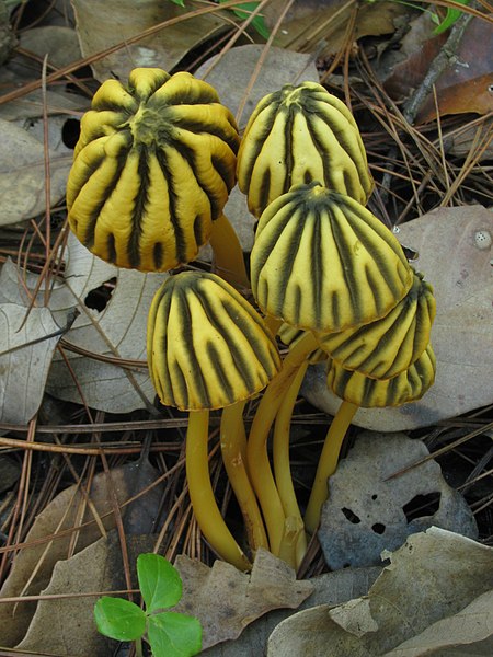 File:Marasmius grandiviridis Wannathes, Desjardin & Lumyong 439639.jpg