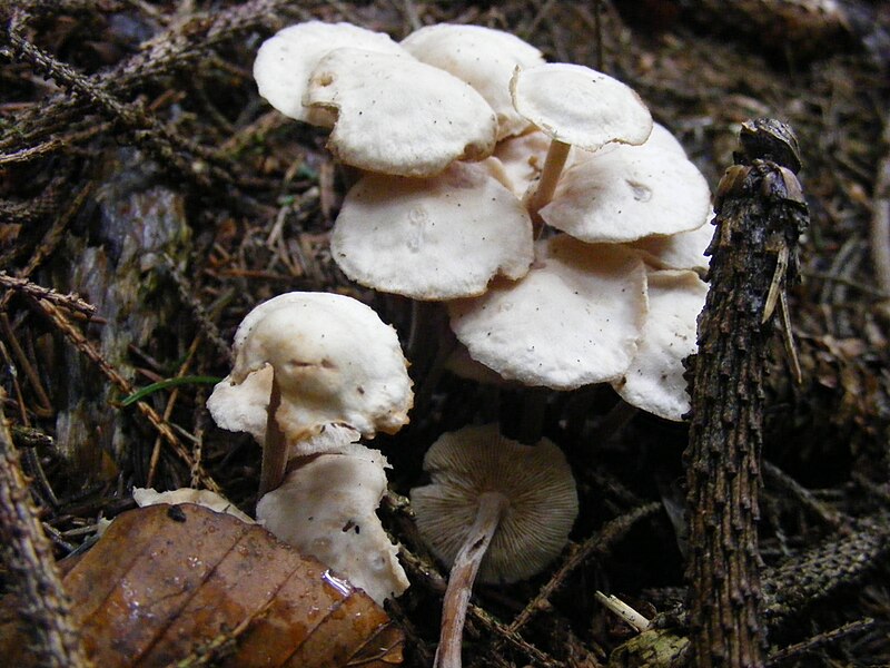 File:Marasmius wynnei.JPG