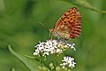 * Nomination Marbled fritillary (Brenthis daphne), Republic of Macedonia --Charlesjsharp 11:43, 23 August 2017 (UTC) * Promotion Good quality. --Peulle 12:28, 23 August 2017 (UTC)