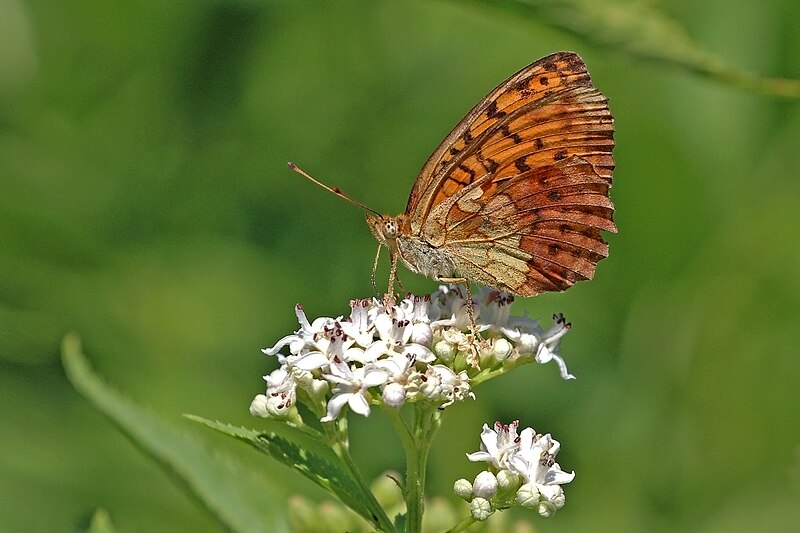 File:Marbled fritillary (Brenthis daphne) underside Macedonia.jpg