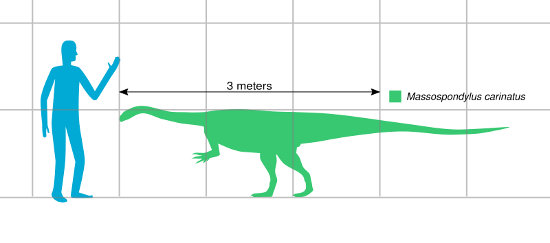 File:Massospondylus scale SW.svg