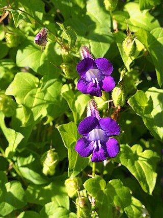 <i>Maurandya scandens</i> Species of flowering plant