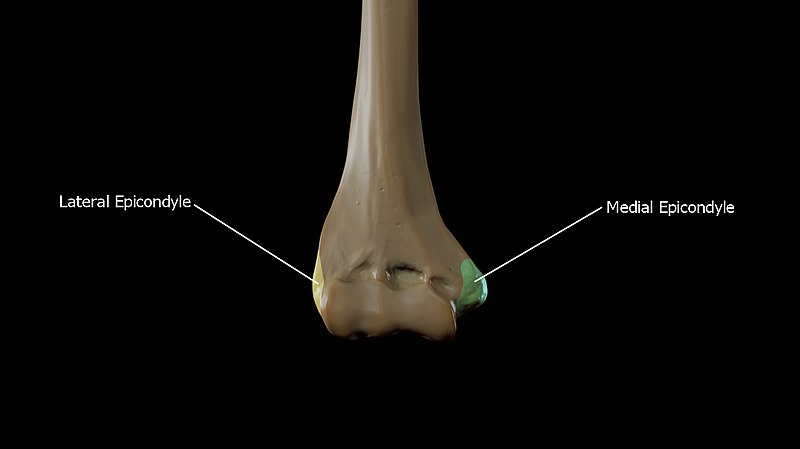 Medial and Lateral epicondyles of the Humerus