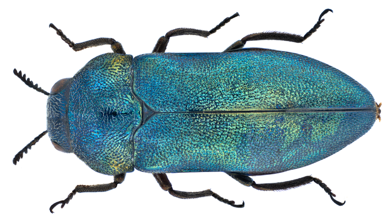 File:Meliboeus (Meliboeoides) oliveri Niehuis, 2014 (15705722241).png