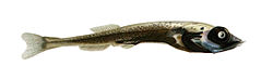 Mentodus rostratus.jpg