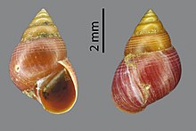 Metassiminea philippinica (MNHN-IM-2009-2781).jpeg