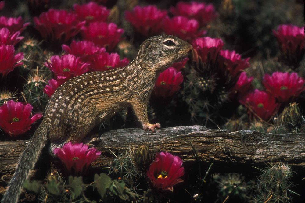 The average adult size of a Mexican ground squirrel is  (0' 8