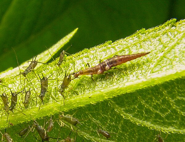 Campodeiform larva of Micromus sp.