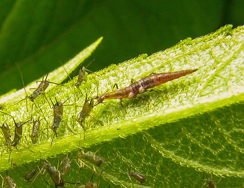 File:Micromus.aphids.2.jpg