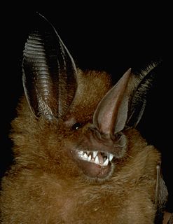 <i>Mimon</i> Genus of bats