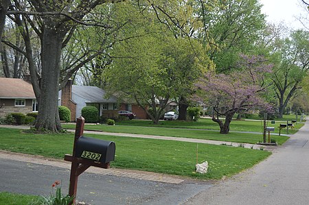 Minerva Lake Road with Cercis canadensis.jpg