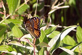 Monarch Butterfly Harrisville.jpg