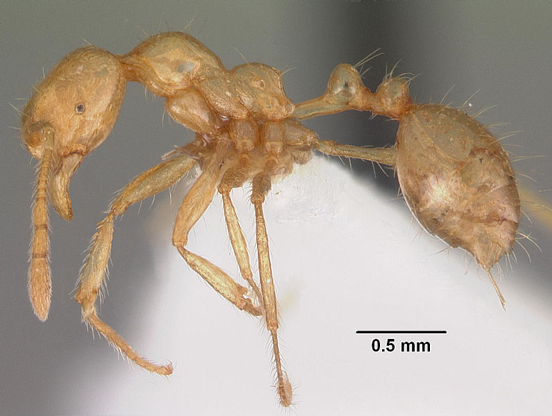 File:Monomorium brocha casent0102361 profile 1.jpg