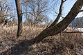 * Nomination Trees in the underbrush at the peninsula on the Mitter Pond (“Mitterteich”), Moosburg, Carinthia, Austria --Johann Jaritz 03:37, 16 February 2016 (UTC) * Promotion Good quality. --Cccefalon 05:23, 16 February 2016 (UTC)