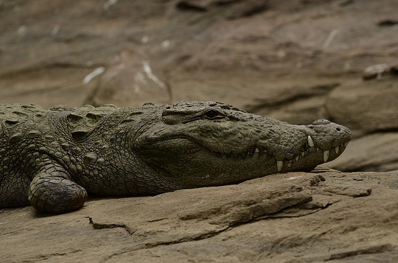 File:Mugger crocodile (Crocodylus palustris) from Ranganathittu Bird Sanctuary JEG4364.JPG