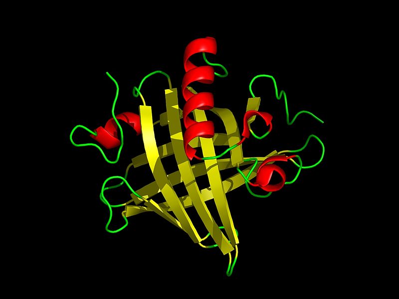 File:Mup1 PDB 1i04.jpg