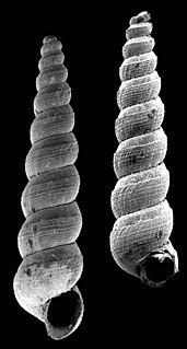 <i>Murchisonella anabathron</i> Species of gastropod