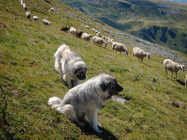 Dogs and sheep were among the first animals to be domesticated, at least 15,000 and 11,000 years ago respectively.