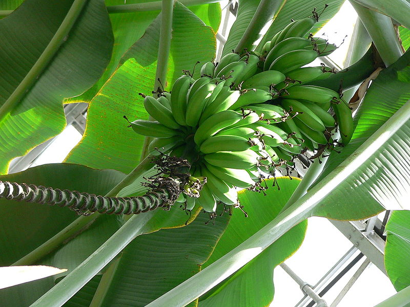 File:Musa acuminata4.jpg