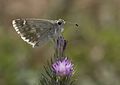 * Nomination Syrian tesellated skipper (Muschampia nomas). Adana, Turkey. --Zcebeci 17:47, 17 July 2016 (UTC) * Promotion Good quality. --Johann Jaritz 02:15, 18 July 2016 (UTC)