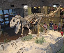 Lobby area in the Museum of Ancient Life (dinosaur skeletal mounts seen in the photograph: Othnielosaurus fleeing from Torvosaurus)