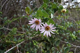 Mutisia latifolia