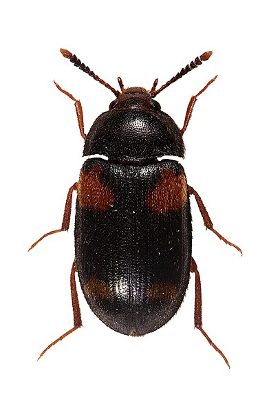 Файл:Mycetophagus bipustulatus.jpg