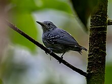 Myrmotherula menetriesii Grey Antwren (male); Serra do Navio, Amapa, Brazil.jpg