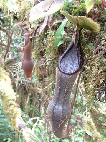 Nepenthes izumiae