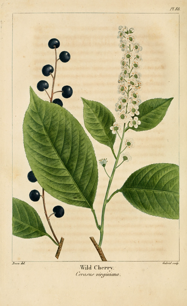 File:NAS-088 Prunus virginiana.png