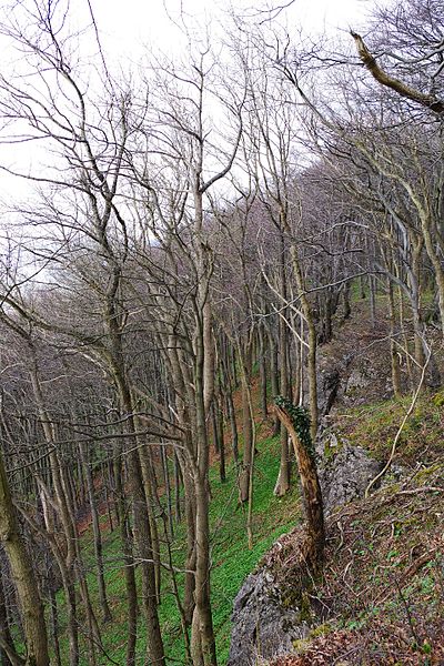 File:NSG HA 214 Ith - bei Lauenstein - an den Klippen (61).jpg