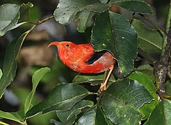 哈卡勞國家野生動物保護區（英语：Hakalau Forest National Wildlife Refuge）中的鐮嘴管鴰