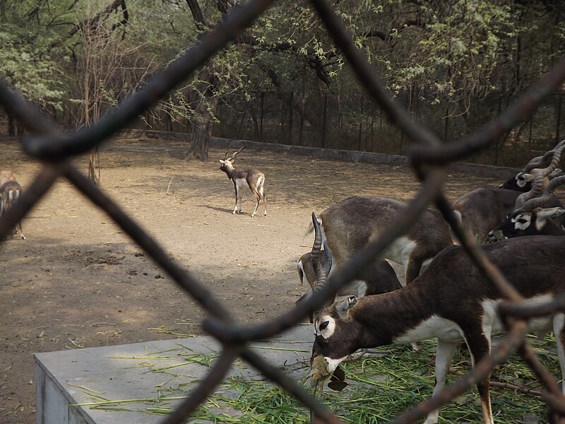 File:National Zoological Park Delhi 090.jpg
