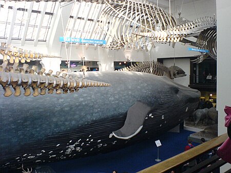 Tập_tin:Natural_History_Museum_whale.jpg