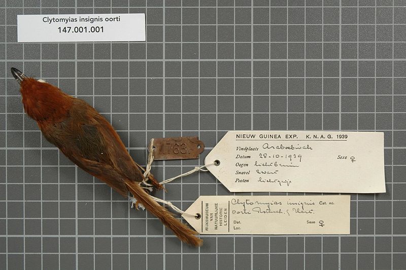 File:Naturalis Biodiversity Center - RMNH.AVES.18609 1 - Clytomyias insignis oorti Rothschild and Hartert, 1907 - Maluridae - bird skin specimen.jpeg