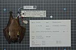 Thumbnail for Veldkamp's dwarf epauletted fruit bat