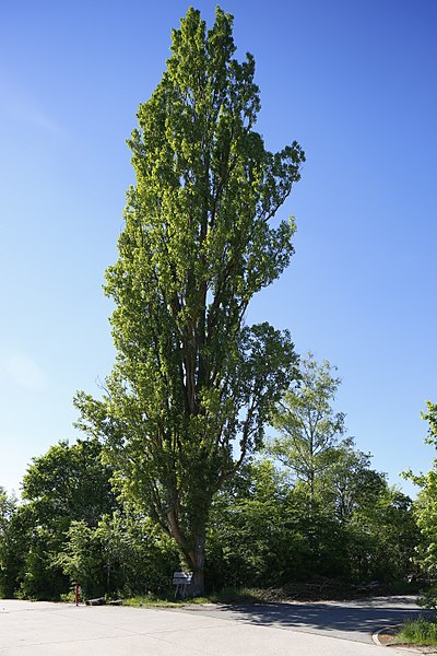 File:Naturdenkmal 3 Eisberg-Pappeln (Nr. 327), Kennung 82350460002, Nagold 01.jpg