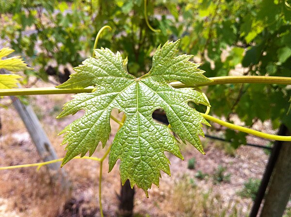 Nebbiolo leaf growing at Red Willow Vineyard in Washington State.